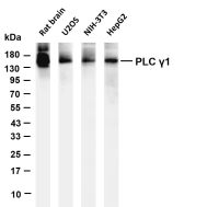 PLC γ1 (PT0595R) PT® Rabbit mAb