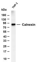 Calnexin (PT0583R) PT® Rabbit mAb