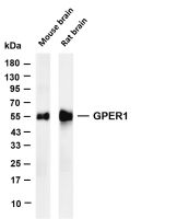 GPER1 (PT0701R) PT® Rabbit mAb