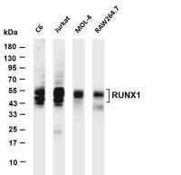 RUNX1 (PT0706R) PT® Rabbit mAb