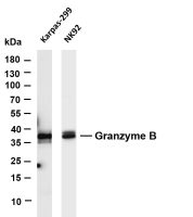 Granzyme B (PT0581R) PT® Rabbit mAb
