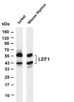 MEK1 (PT0580R) PT® Rabbit mAb
