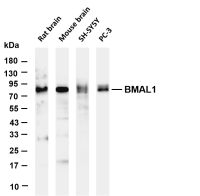 BMAL1 (PT0696R) PT® Rabbit mAb