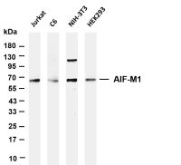 AIFM1 (PT0650R) PT® Rabbit mAb