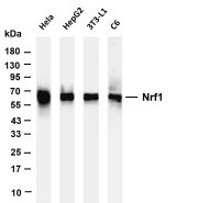 Nrf1 (PT0704R) PT® Rabbit mAb