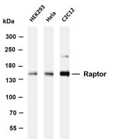 MYPT1 (PT0206R) PT® Rabbit mAb