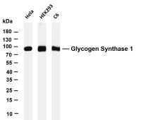 Glycogen Synthase (PT0576R) PT® Rabbit mAb