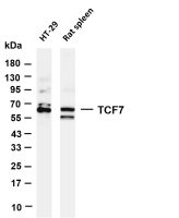 Cdc25C (PT0669R) PT® Rabbit mAb