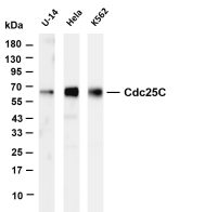 TCF7 (PT0667R) PT® Rabbit mAb