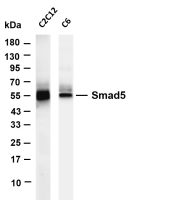 ERG (PT0636R) PT® Rabbit mAb