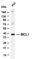 MCL1 (PT0585R) PT® Rabbit mAb