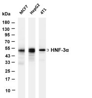 c-Jun (Phospho Ser63) (PT0608R) PT® Rabbit mAb