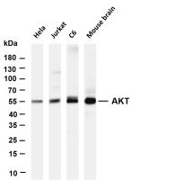 Akt (pan) (PT0654R) PT® Rabbit mAb