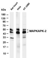 MAPKAPK-2 (PT0666R) PT® Rabbit mAb