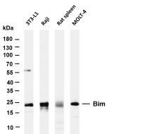 Bim (PT0603R) PT® Rabbit mAb