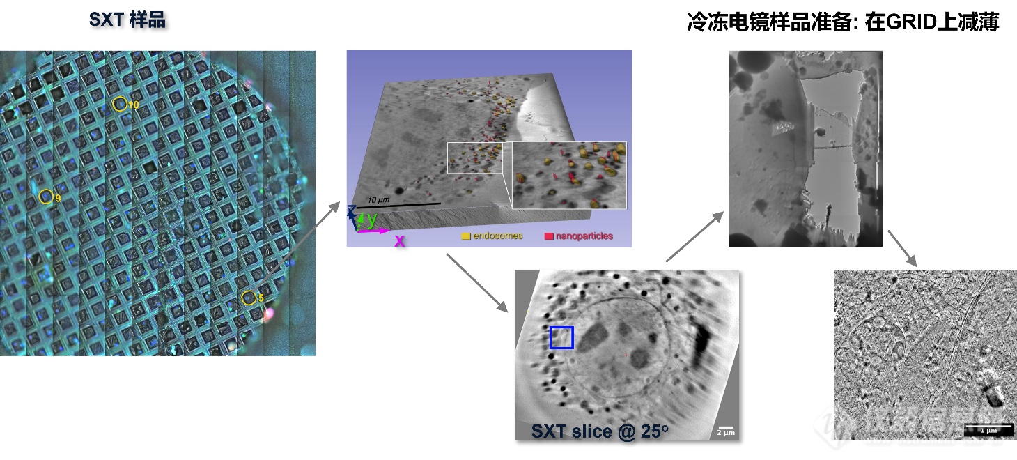 冷冻电镜的“精准导航官”：实验室软X射线显微镜，开启细胞超微结构解析新时代！