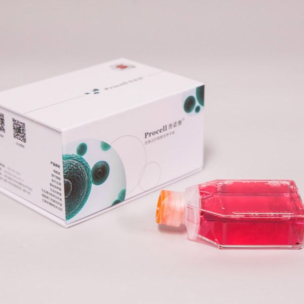 Annexin V-AF647/ 7-AAD荧光双染细胞凋亡检测试剂盒
