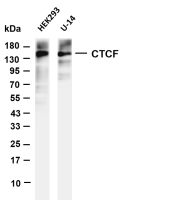 CTCF (PT0648R) PT® Rabbit mAb