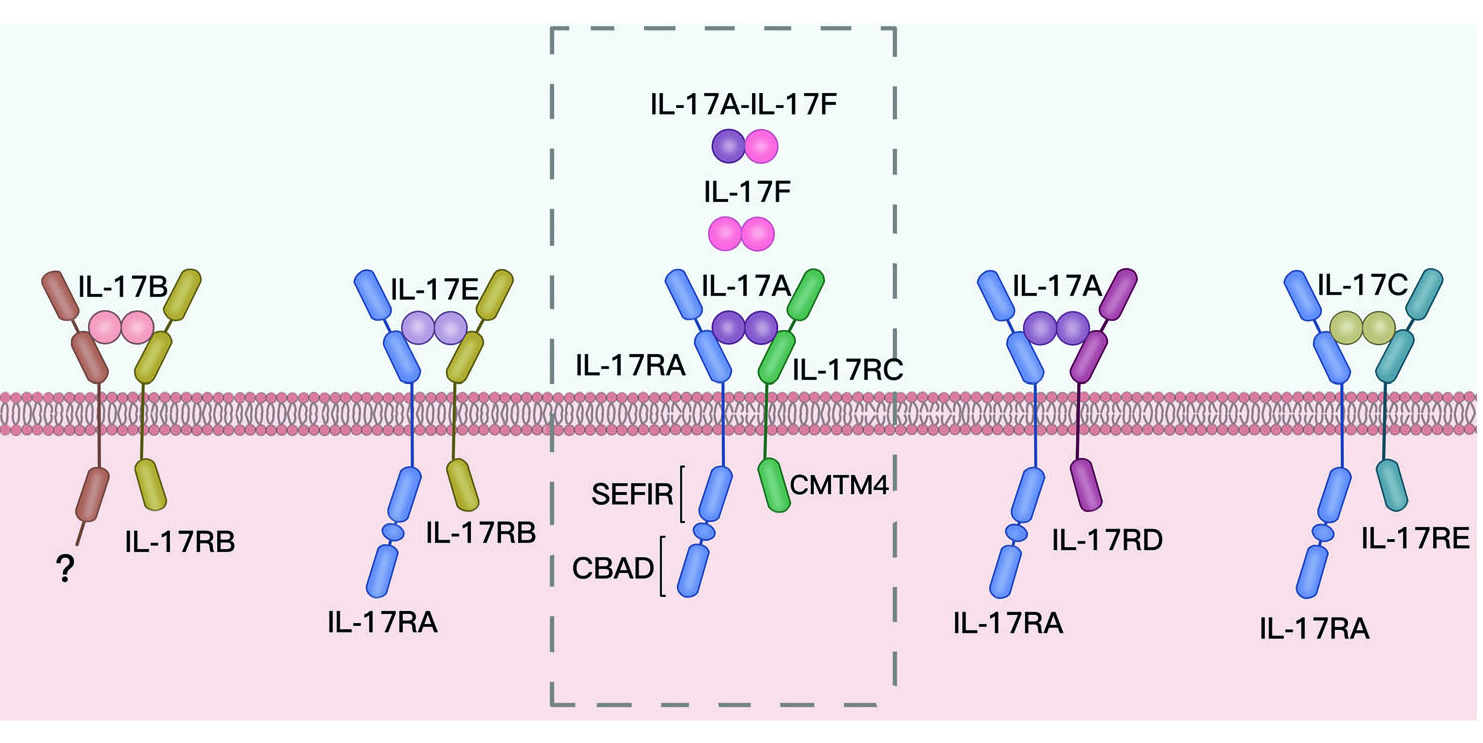 揭秘自免领域的“网红因子”：IL-17，为何成为全球药企争抢的黄金靶点？