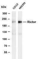 Rictor (PT0671R) PT® Rabbit mAb