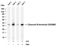 Cleaved N-terminal GSDMD (PT0680R) PT® Rabbit mAb