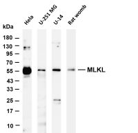 MLKL (PT0646R) PT® Rabbit mAb