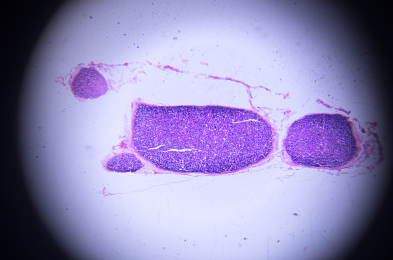 组织线粒体蛋白提取试剂盒的准确性和可重复性
