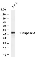 Caspase-1 (PT0628R) PT® Rabbit mAb