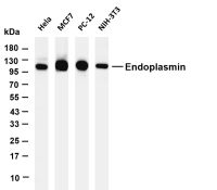 Endoplasmin (PT0698R) PT® Rabbit mAb