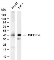 C/EBP α (PT0665R) PT® Rabbit mAb