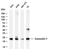 Caveolin-1 (PT0566R) PT® Rabbit mAb