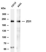 ZO1 (PT0639R) PT® Rabbit mAb