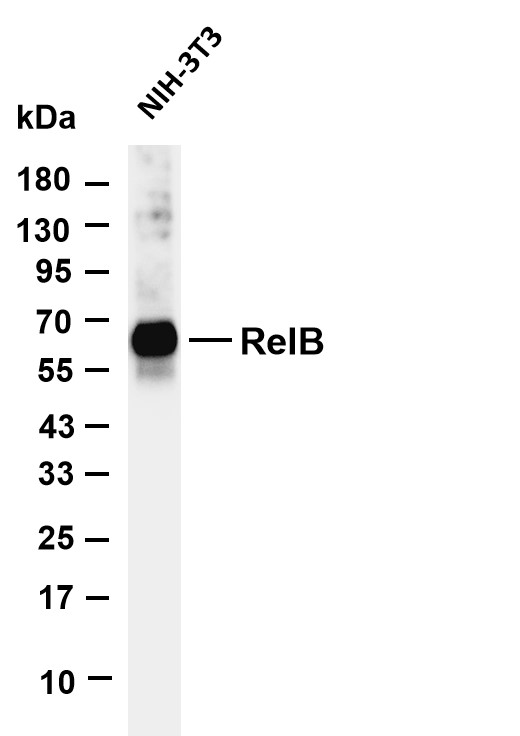 RelB (PT0703R) PT® Rabbit mAb产品图