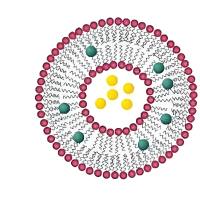 负载水飞蓟素的脂质体纳米粒被壳聚糖修饰  Silymarin@Liposome-Chitosan
