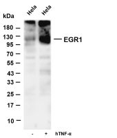 EGR1 (PT0584R) PT® Rabbit mAb