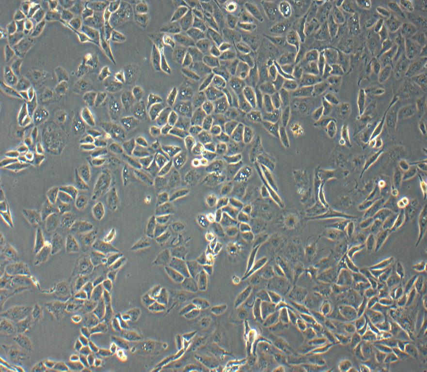 HK-2细胞培养常见问题攻略
