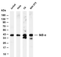 IκB-α (PT0702R) PT® Rabbit mAb