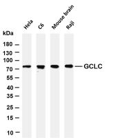 GCLC (PT0611R) PT® Rabbit mAb
