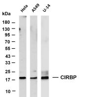CIRBP (PT0699R) PT® Rabbit mAb