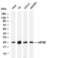 eIF4E (PT0569R) PT® Rabbit mAb