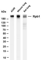 Rpb1 (PT0570R) PT® Rabbit mAb