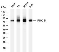 PKC δ (PT0605R) PT® Rabbit mAb