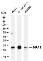 HRAS (PT0590R) PT® Rabbit mAb