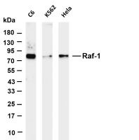 Raf-1 (PT0668R) PT® Rabbit mAb