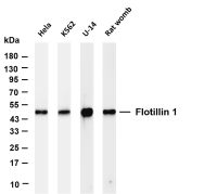 Flotillin-1 (PT0616R) PT® Rabbit mAb