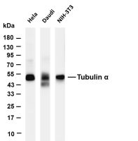 Tubulin α (PT0705R) PT® Rabbit mAb