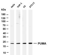 PUMA (PT0607R) PT® Rabbit mAb