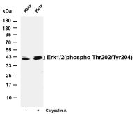 Erk 1/2 (Phospho Thr202/Tyr204) (PT0643R) PT® Rabbit mAb