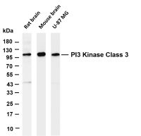PI3 Kinase Class 3 (PT0683R) PT® Rabbit mAb