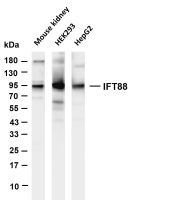IFT88 (PT0678R) PT® Rabbit mAb
